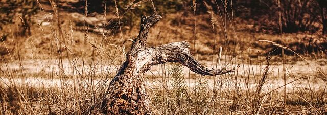 stump-grinding-640x480-25080478.jpeg