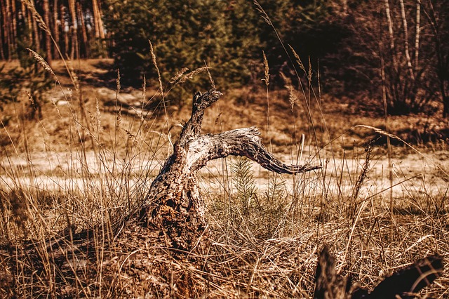 stump-grinding-640x480-25080478.jpeg