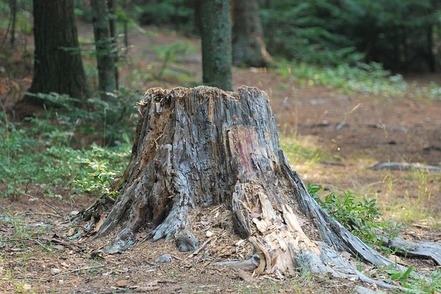 Expert Tree Care: Save Money, Ensure Satisfaction – Free Consultation Now!