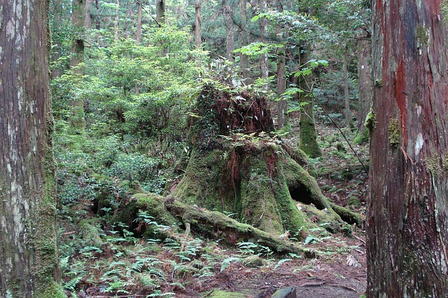 Expert Stump Removal: Save Time, Money – Best in Town!