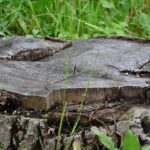 stump-grinding-640x480-46883120.jpeg