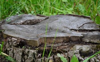 stump-grinding-640x480-46883120.jpeg