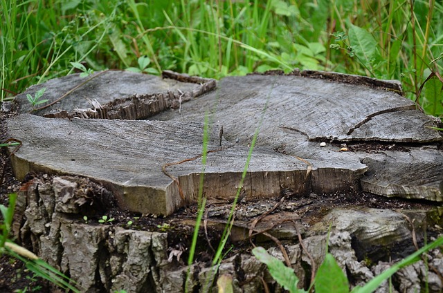 Premier Tree Service: Save Money with Expert Tree Care Today!