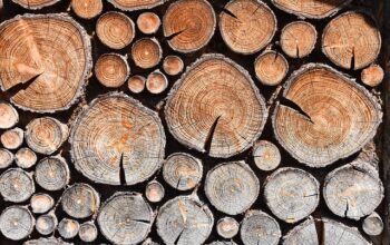 stump-grinding-640x480-5230902.jpeg