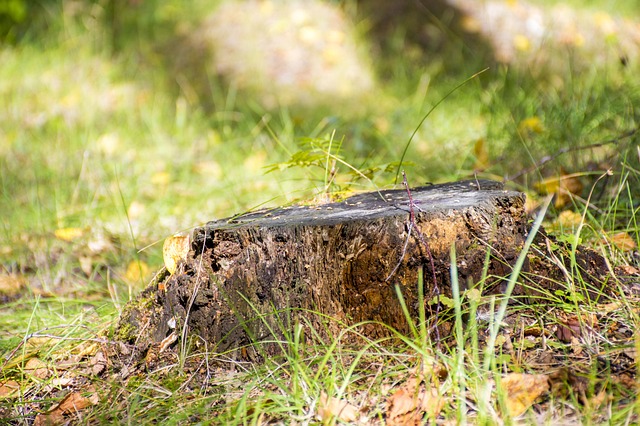 Save Money, Gain Space: Professional Stump Removal for a Beautiful Yard