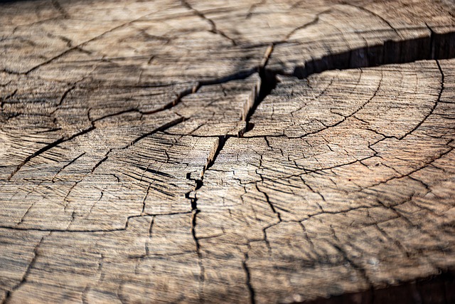 Stumps R Us: Save Time, Money & Effort with Quick Storm Damage Cleanup