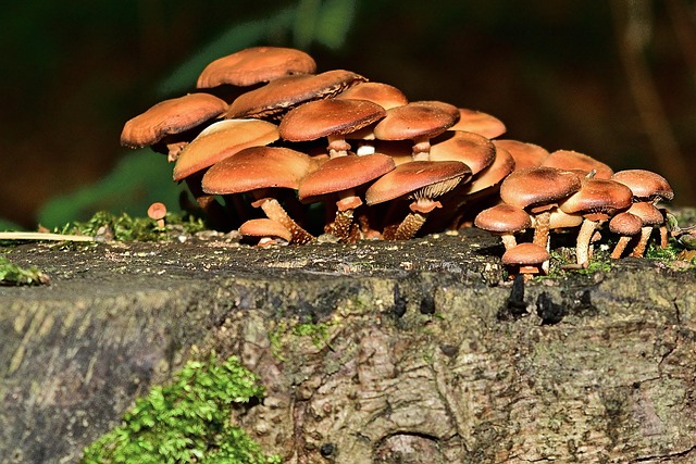 Save Money with Expert Stump Removal: Get a Free Property Assessment Today!