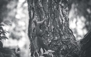 tree-care-640x480-23591489.jpeg