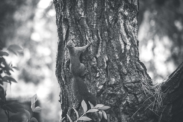 Save Money with Safe, Efficient Tree Service from the Best Company
