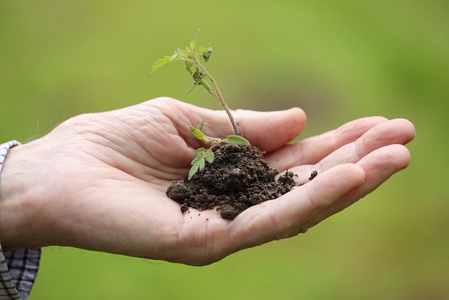 Expert Tree Removal Advice: Save Money, Keep Your Trees Healthy