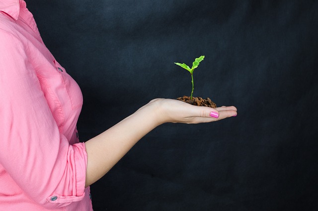 Save Money with Top-Rated Local Tree Service Experts