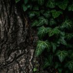 tree-removal-640x480-18735434.jpeg
