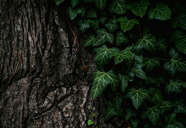 tree-removal-640x480-18735434.jpeg