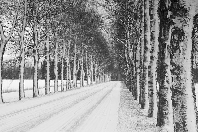 Save Money on Expert Tree Care: Local Pros at Your Service