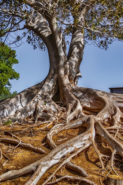 Transform Your Yard: Expert Stump Removal & Save on Tree Care