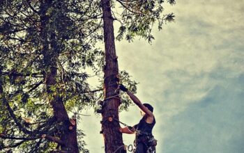 tree-removal-640x480-61134772.jpeg