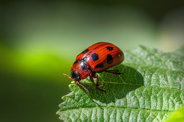 Protect Your Home: Free Wildlife Removal & Sealing in Windsor, Ontario