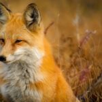 wildlife-removal-640x480-2487959.jpeg
