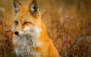 wildlife-removal-640x480-2487959.jpeg