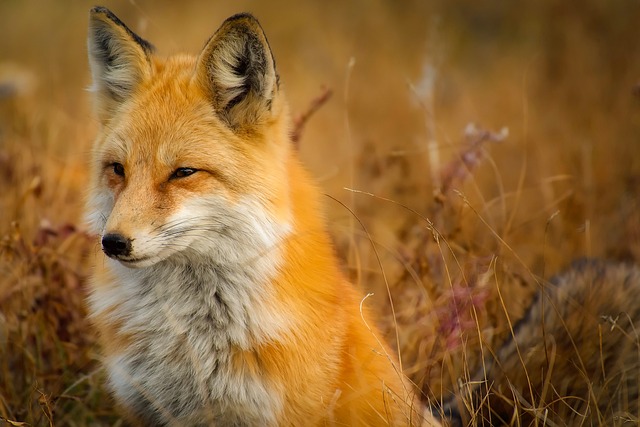 wildlife-removal-640x480-2487959.jpeg