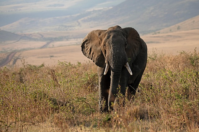 wildlife-removal-640x480-28884101.jpeg