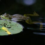 wildlife-removal-640x480-35893642.jpeg