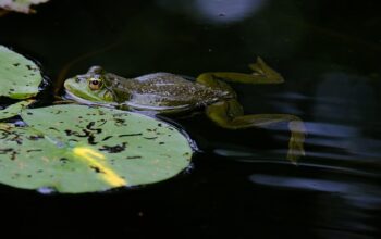 wildlife-removal-640x480-35893642.jpeg