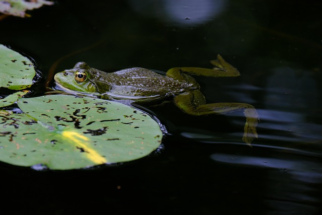 wildlife-removal-640x480-35893642.jpeg