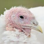 wildlife-removal-640x480-64653112.jpeg