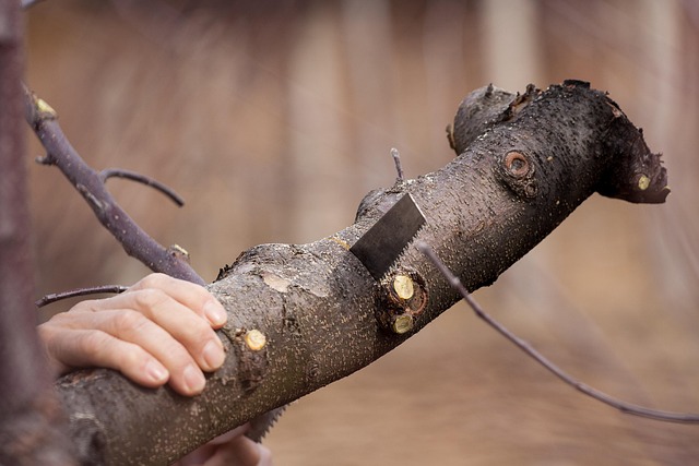Licensed Experts Offer Safe Bat Control & Management in Windsor