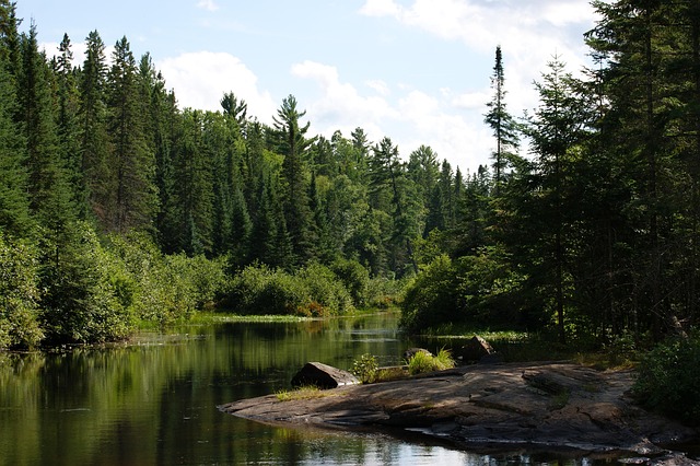 Ontario’s Top Choice: Effortless Home Protection with Wildlife Removal Services