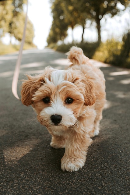 Commercial Pest Control & Wildlife Removal: Windsor Ontario Business Guide