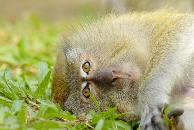 Professional Trappers: Effective Squirrel Removal Windsor Ontario