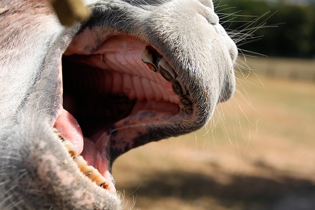 New Dentures Leamington: Save Money, Regain Confidence – Free Consultations!