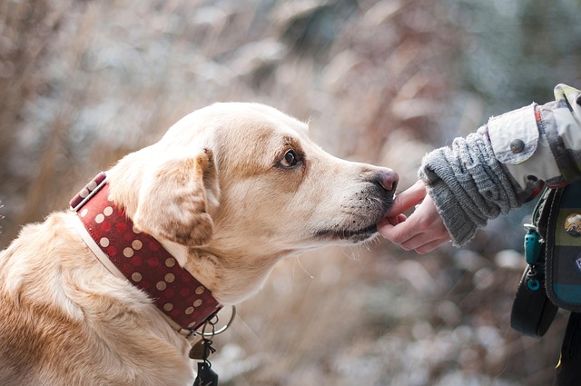 Emergency Wildlife Control: Fast Repairs, Peace of Mind – Windsor’s Top Choice!
