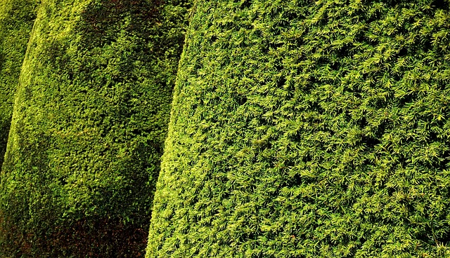 Transform Your Yard: Affordable Grass Cutting by Garlatti Landscape