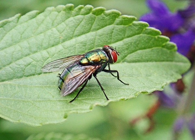 Professional Wildlife Cleanup: Safely Sanitize Windsor Ontario Homes