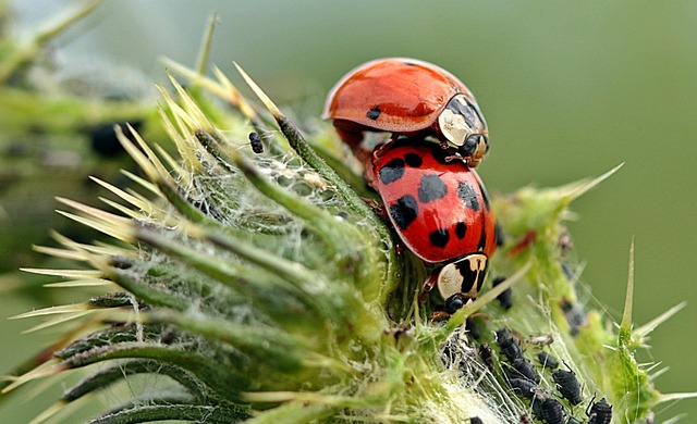 Wildlife Prevention: Windsor Essex’s Comprehensive Pest Control Guide