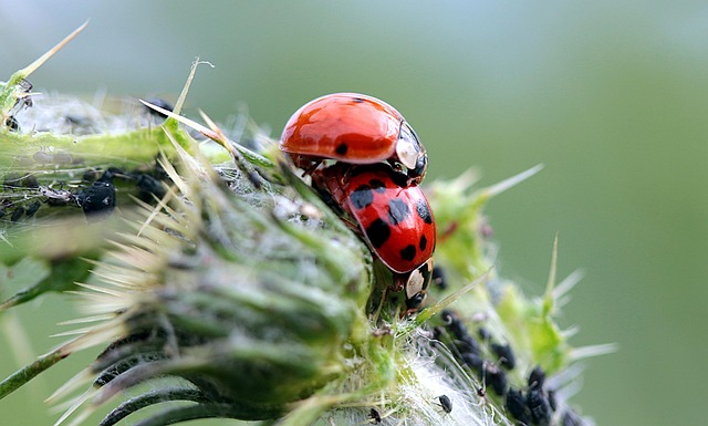 Pest Management Windsor Ontario: Expert Insect Control in Essex County