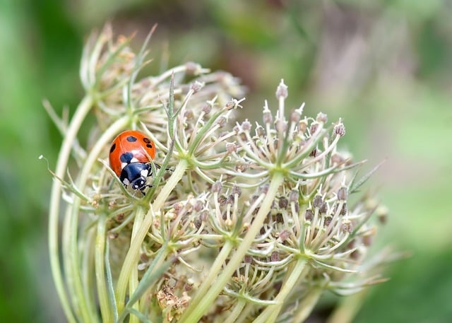 Windsor Ontario: Wildlife Cleanup & Pest Control Management