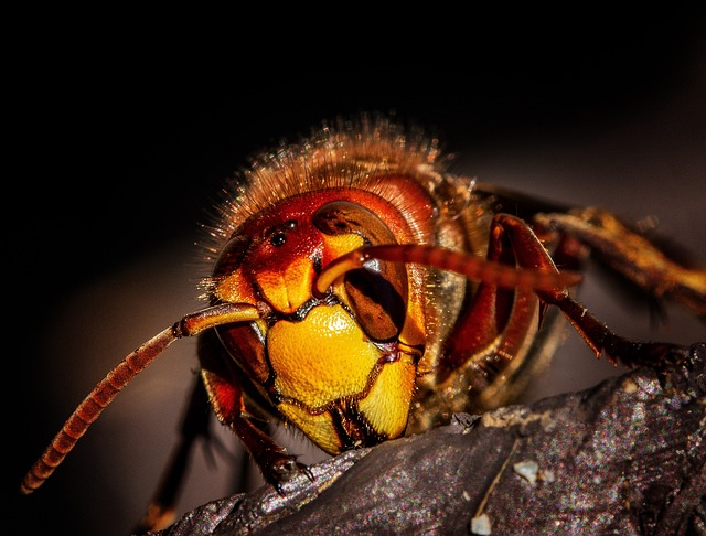 ProTrap Wildlife: Natural Spider Control in Windsor Ontario