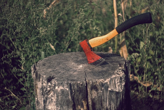 Save Money & Free Up Space: Fast, Reliable Stump Removal by Trustworthy Tree