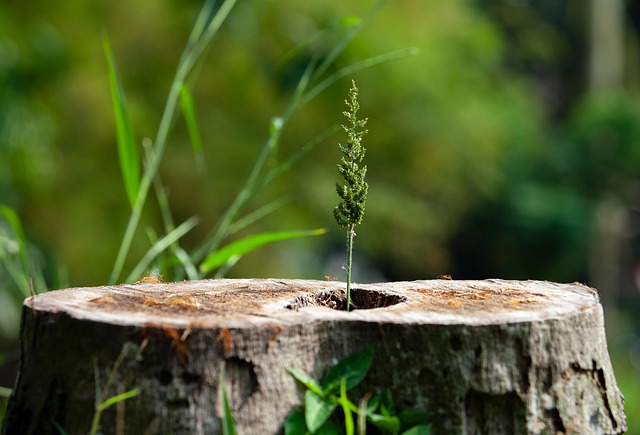 Free Stump Removal: Transform Your Property Today!