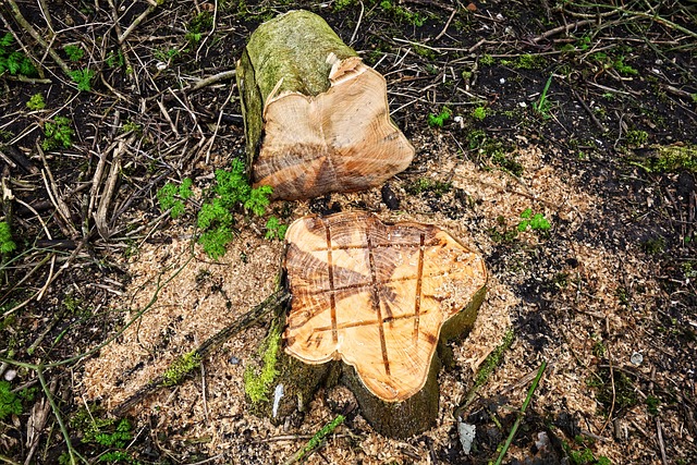 Revolutionize Your Landscape, Save Money with Expert Tree Care Company
