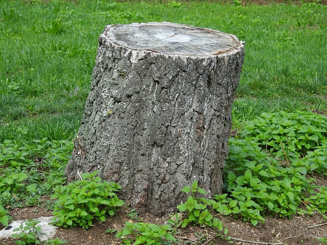 Free Stump Removal: Save Money with Top-Rated Local Arborists Today!