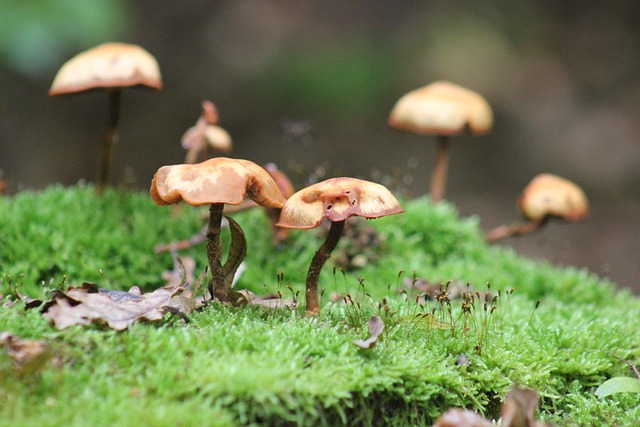 Revolutionize Your Space & Save: Eco-Conscious Stump Removal Experts