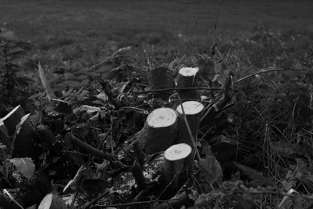 Stumps R Us: Instant Removal, Save Money Today!