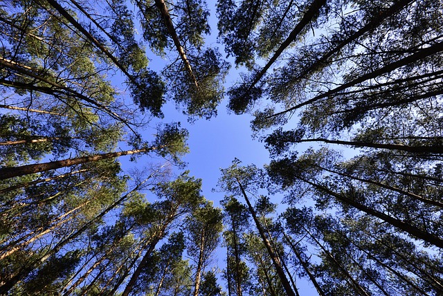 Local Pros Offer Affordable Tree Removal Near You – Get a Free Quote Now!