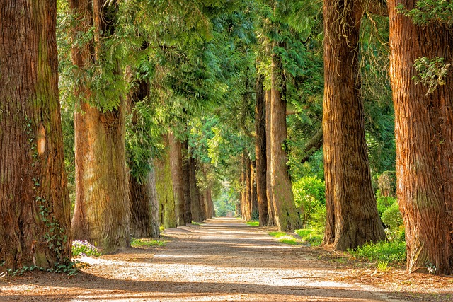 Expert Tree Care: Save Money with Pruning, Stress-Free Removal
