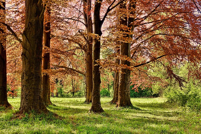 Expert Tree Care: Save Money, Guarantee Satisfaction with Our Top-Rated Company